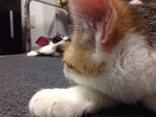 f:id:violet-cat:20140205210935j:plain f:id:violet-cat:20140205210935j:plain