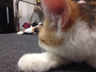 f:id:violet-cat:20140205211045j:plain f:id:violet-cat:20140205211045j:plain