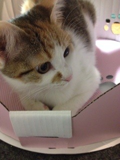 f:id:violet-cat:20140207204111j:plain f:id:violet-cat:20140207204111j:plain