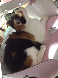 f:id:violet-cat:20140207205239j:plain f:id:violet-cat:20140207205239j:plain