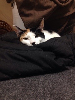 f:id:violet-cat:20140207205749j:plain f:id:violet-cat:20140207205749j:plain