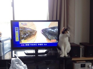 f:id:violet-cat:20140208205544j:plain f:id:violet-cat:20140208205544j:plain