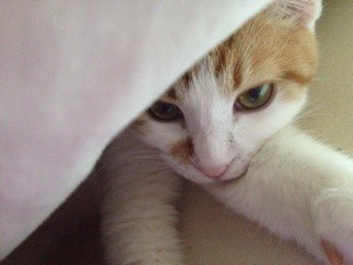 f:id:violet-cat:20140222192345j:plain f:id:violet-cat:20140222192345j:plain