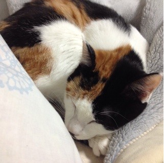 f:id:violet-cat:20140222192455j:plain f:id:violet-cat:20140222192455j:plain