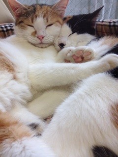 f:id:violet-cat:20140301232453j:plain f:id:violet-cat:20140301232453j:plain