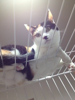 f:id:violet-cat:20140306174550j:plain f:id:violet-cat:20140306174550j:plain