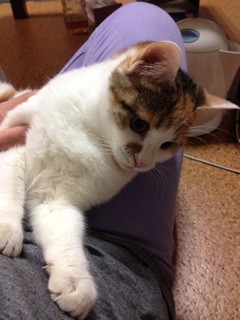 f:id:violet-cat:20140311221413j:plain f:id:violet-cat:20140311221413j:plain