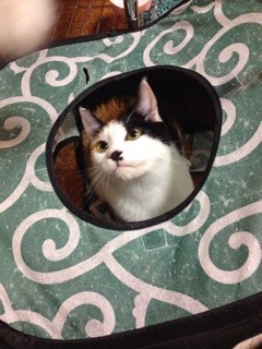 f:id:violet-cat:20140311221628j:plain f:id:violet-cat:20140311221628j:plain