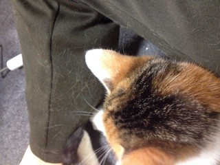 f:id:violet-cat:20140313221415j:plain f:id:violet-cat:20140313221415j:plain