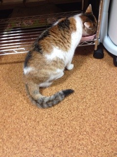 f:id:violet-cat:20140314231859j:plain f:id:violet-cat:20140314231859j:plain