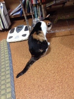 f:id:violet-cat:20140314231925j:plain f:id:violet-cat:20140314231925j:plain