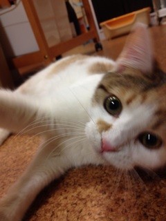 f:id:violet-cat:20140319002320j:plain f:id:violet-cat:20140319002320j:plain