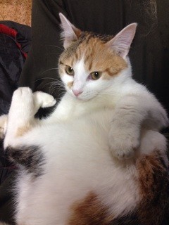 f:id:violet-cat:20140326001604j:plain f:id:violet-cat:20140326001604j:plain
