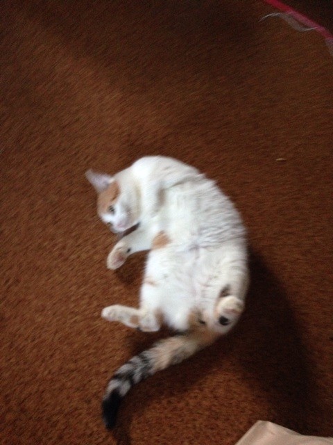 f:id:violet-cat:20140502071212j:plain f:id:violet-cat:20140502071212j:plain
