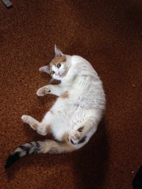 f:id:violet-cat:20140502071227j:plain f:id:violet-cat:20140502071227j:plain