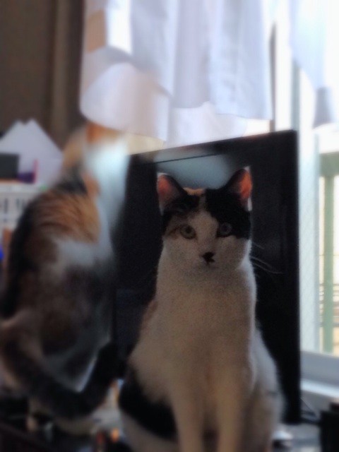f:id:violet-cat:20140502112124j:plain f:id:violet-cat:20140502112124j:plain