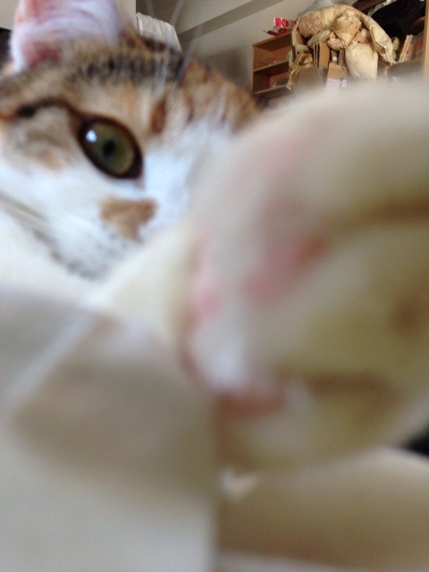 f:id:violet-cat:20140503142041j:plain f:id:violet-cat:20140503142041j:plain