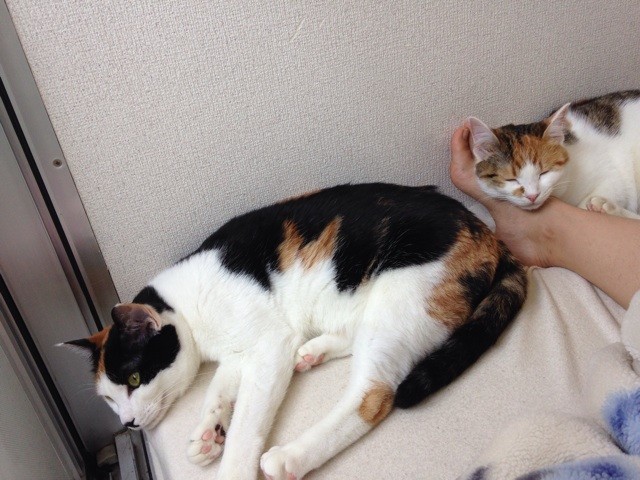 f:id:violet-cat:20140503142220j:plain f:id:violet-cat:20140503142220j:plain