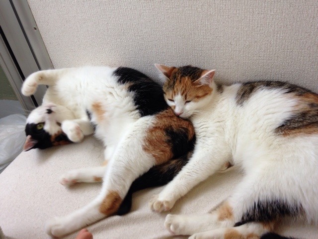 f:id:violet-cat:20140503142238j:plain f:id:violet-cat:20140503142238j:plain