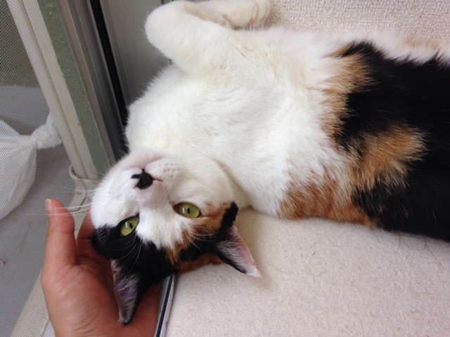 f:id:violet-cat:20140503142259j:plain f:id:violet-cat:20140503142259j:plain