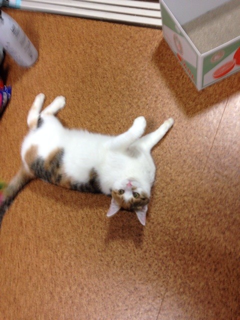 f:id:violet-cat:20140504230252j:plain f:id:violet-cat:20140504230252j:plain