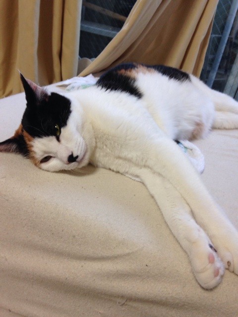 f:id:violet-cat:20140504230943j:plain f:id:violet-cat:20140504230943j:plain