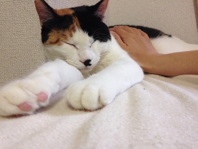 f:id:violet-cat:20140506110952j:plain f:id:violet-cat:20140506110952j:plain