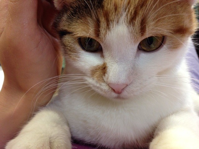 f:id:violet-cat:20140506111138j:plain f:id:violet-cat:20140506111138j:plain