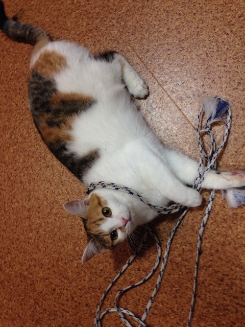 f:id:violet-cat:20140508212245j:plain f:id:violet-cat:20140508212245j:plain