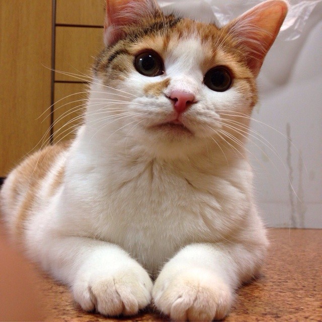 f:id:violet-cat:20140508220524j:plain f:id:violet-cat:20140508220524j:plain