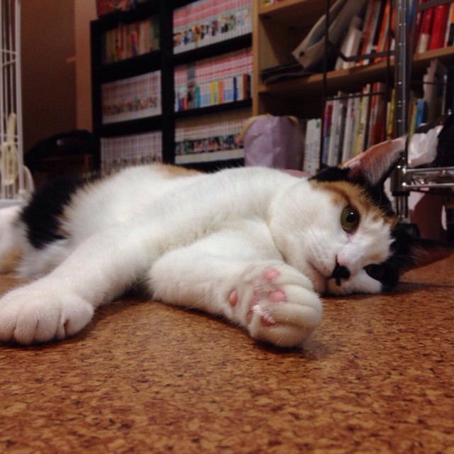 f:id:violet-cat:20140508220544j:plain f:id:violet-cat:20140508220544j:plain
