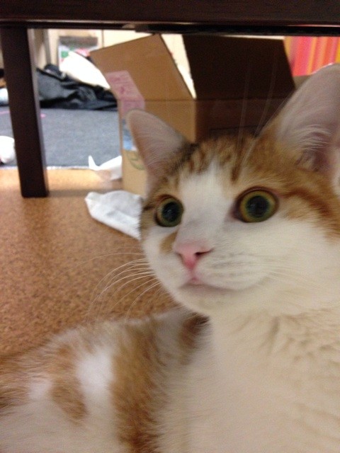 f:id:violet-cat:20140519184257j:plain f:id:violet-cat:20140519184257j:plain