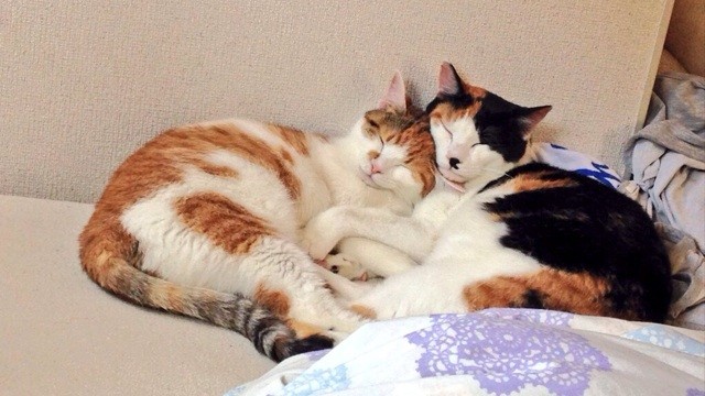 f:id:violet-cat:20140519184808j:plain f:id:violet-cat:20140519184808j:plain