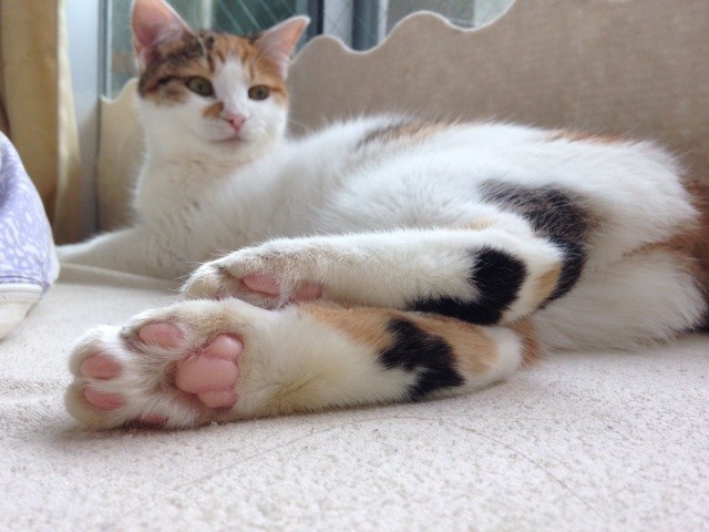 f:id:violet-cat:20140525214003j:plain f:id:violet-cat:20140525214003j:plain