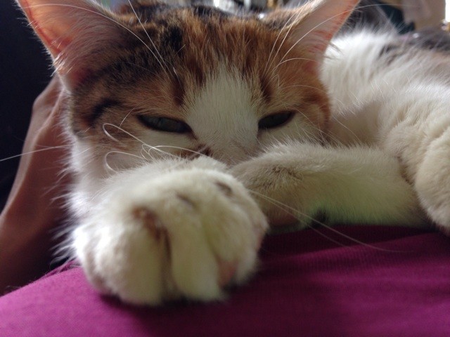 f:id:violet-cat:20140527205933j:plain f:id:violet-cat:20140527205933j:plain