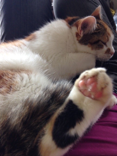 f:id:violet-cat:20140527205957j:plain f:id:violet-cat:20140527205957j:plain