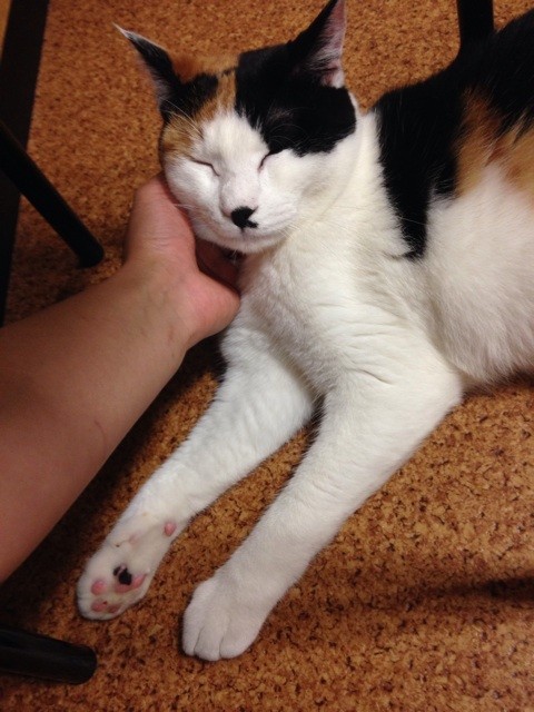 f:id:violet-cat:20140527210629j:plain f:id:violet-cat:20140527210629j:plain