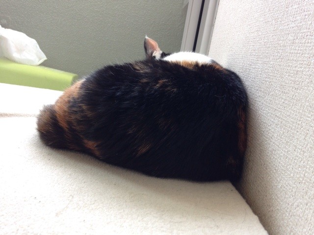 f:id:violet-cat:20140531122817j:plain f:id:violet-cat:20140531122817j:plain