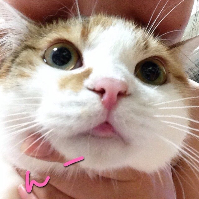 f:id:violet-cat:20140531123303j:plain f:id:violet-cat:20140531123303j:plain