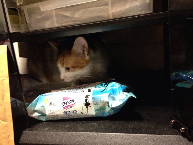 f:id:violet-cat:20140602202526j:plain f:id:violet-cat:20140602202526j:plain