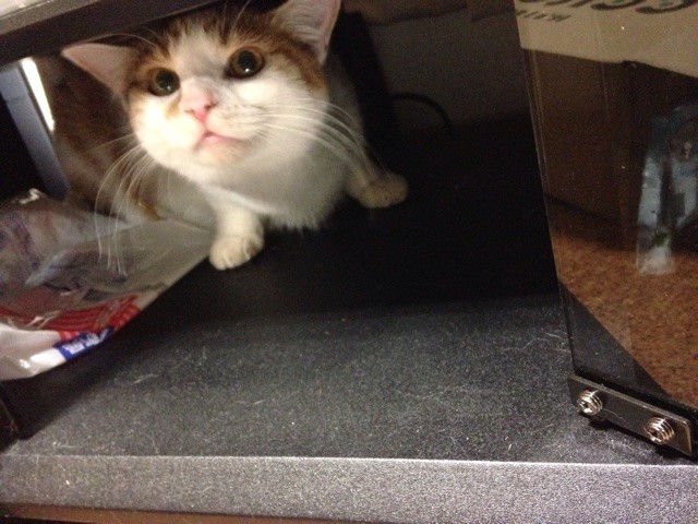 f:id:violet-cat:20140602202549j:plain f:id:violet-cat:20140602202549j:plain