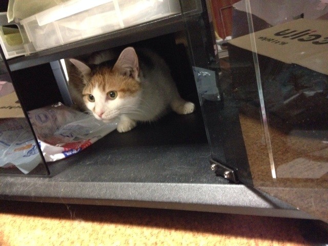 f:id:violet-cat:20140602203246j:plain f:id:violet-cat:20140602203246j:plain