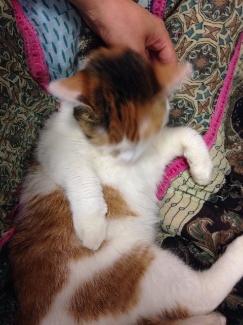 f:id:violet-cat:20140605222846j:plain f:id:violet-cat:20140605222846j:plain