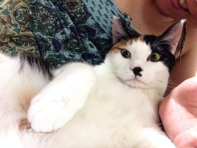 f:id:violet-cat:20140605223023j:plain f:id:violet-cat:20140605223023j:plain