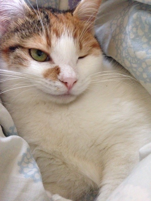 f:id:violet-cat:20140608214637j:plain f:id:violet-cat:20140608214637j:plain