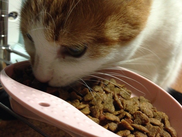 f:id:violet-cat:20140613190057j:plain f:id:violet-cat:20140613190057j:plain