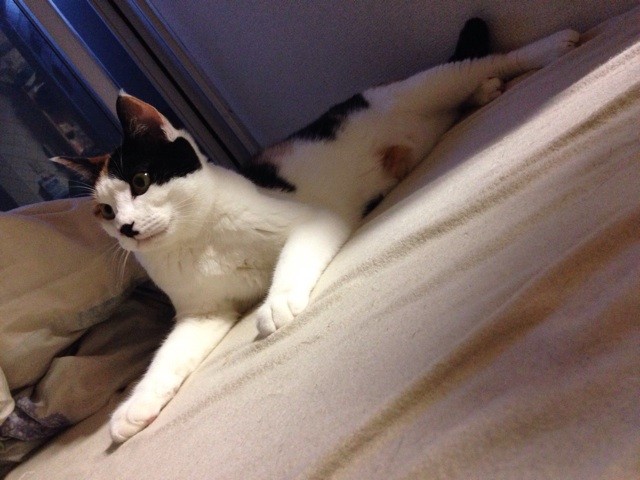 f:id:violet-cat:20140613190824j:plain f:id:violet-cat:20140613190824j:plain
