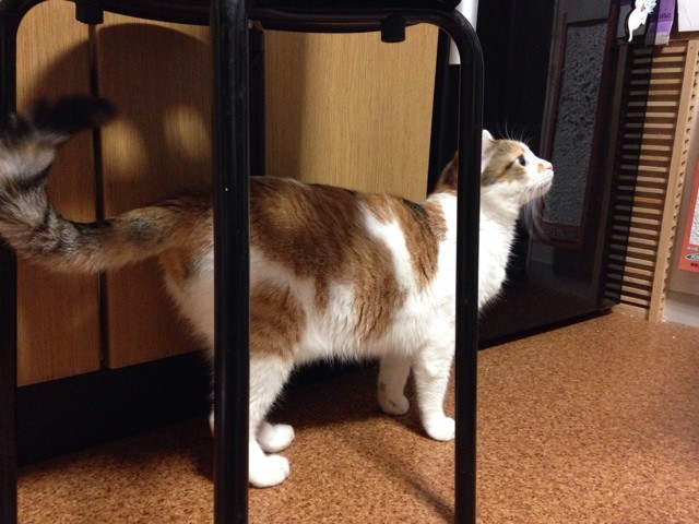 f:id:violet-cat:20140613190849j:plain f:id:violet-cat:20140613190849j:plain
