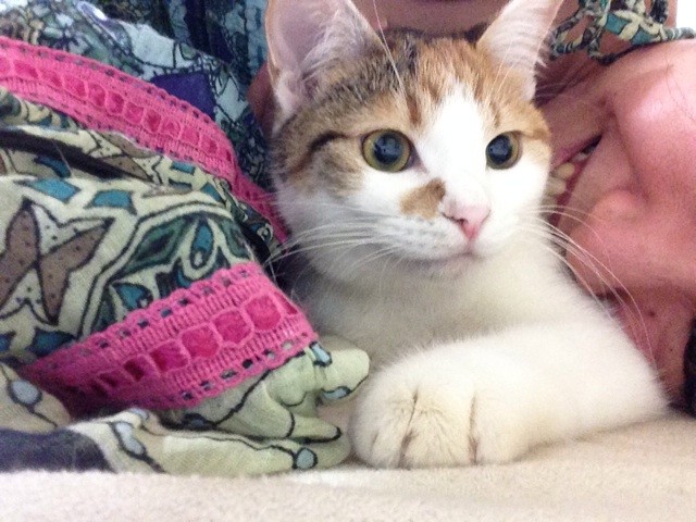f:id:violet-cat:20140620231240j:plain f:id:violet-cat:20140620231240j:plain