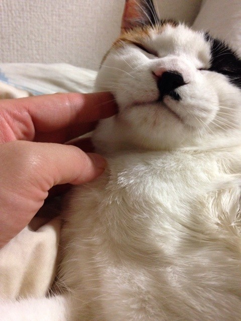 f:id:violet-cat:20140620231349j:plain f:id:violet-cat:20140620231349j:plain